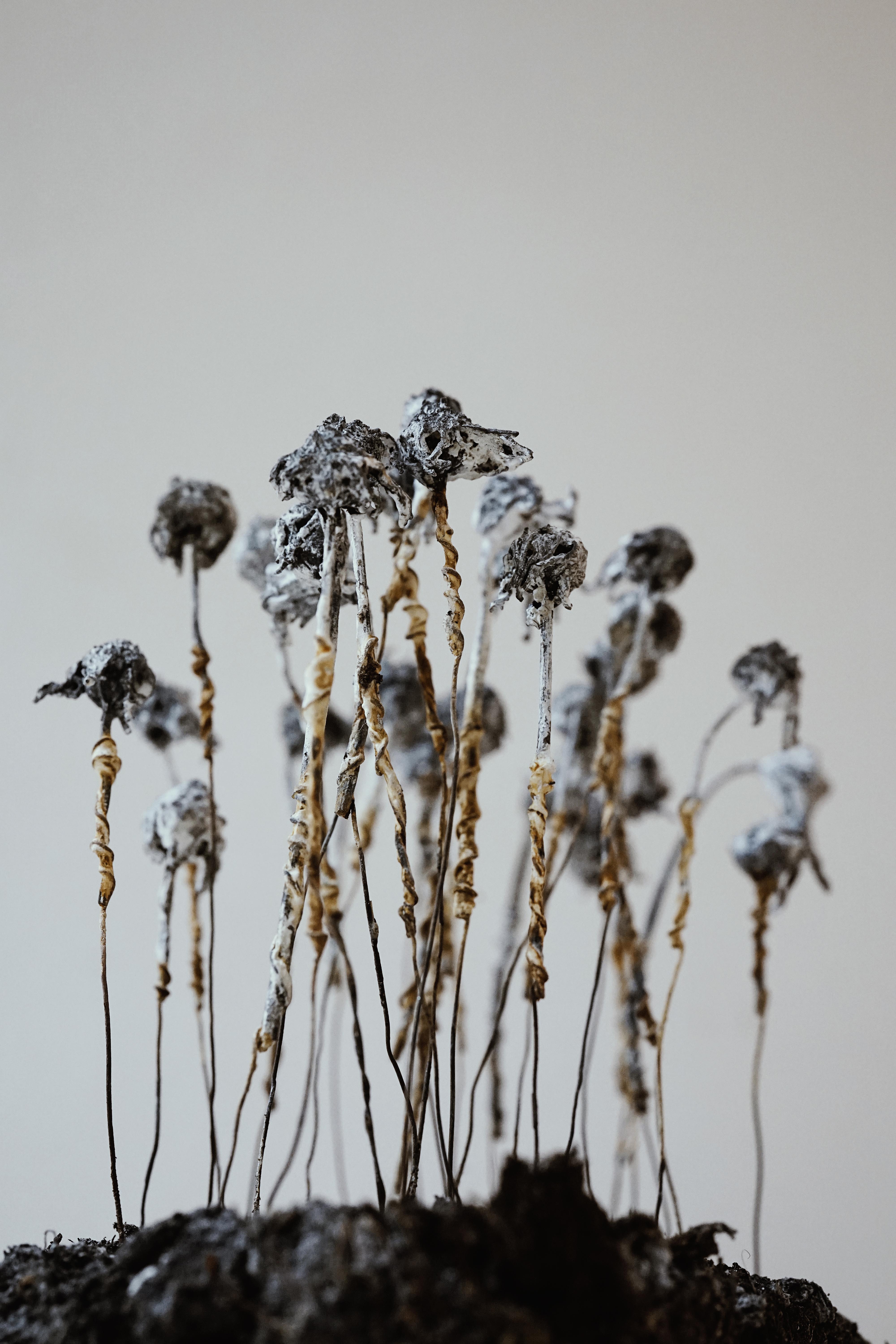 Iris Merkle - GENIUS LOCI Iris Merkle - GENIUS LOCI